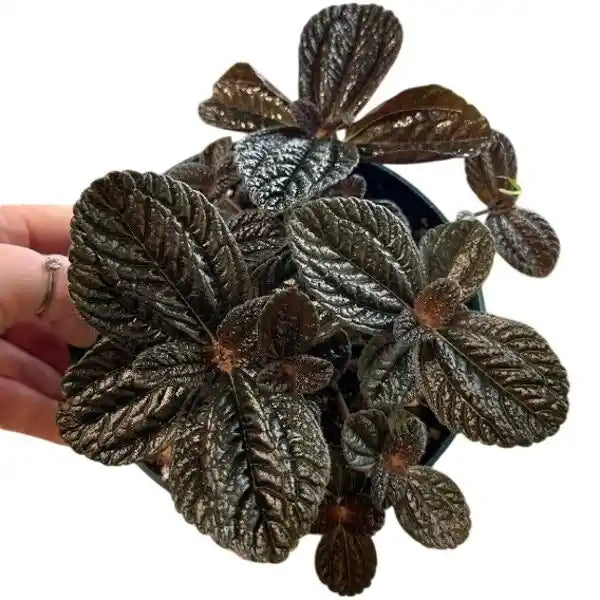 Pilea Repens, Black Panamiga