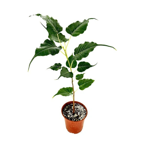 Ficus Religiosa, Sacred fig, Bodhi plant