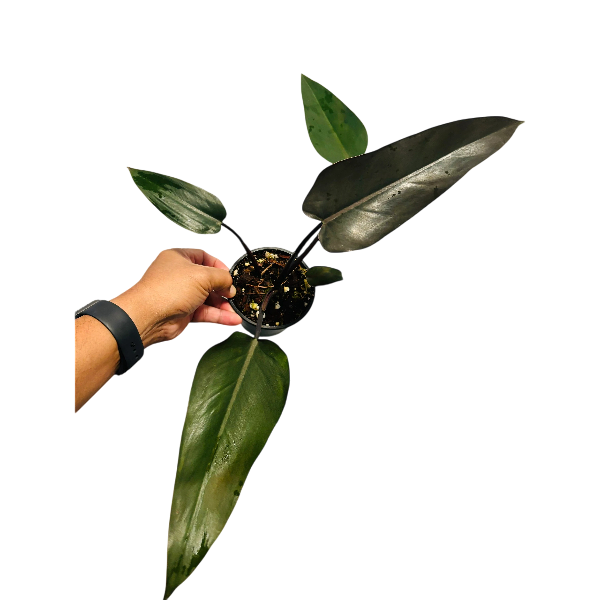 Philodendron Black Majesty