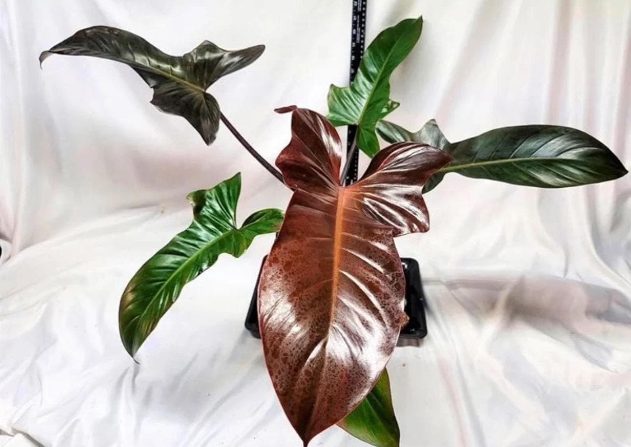 Philodendron Florida Bronze