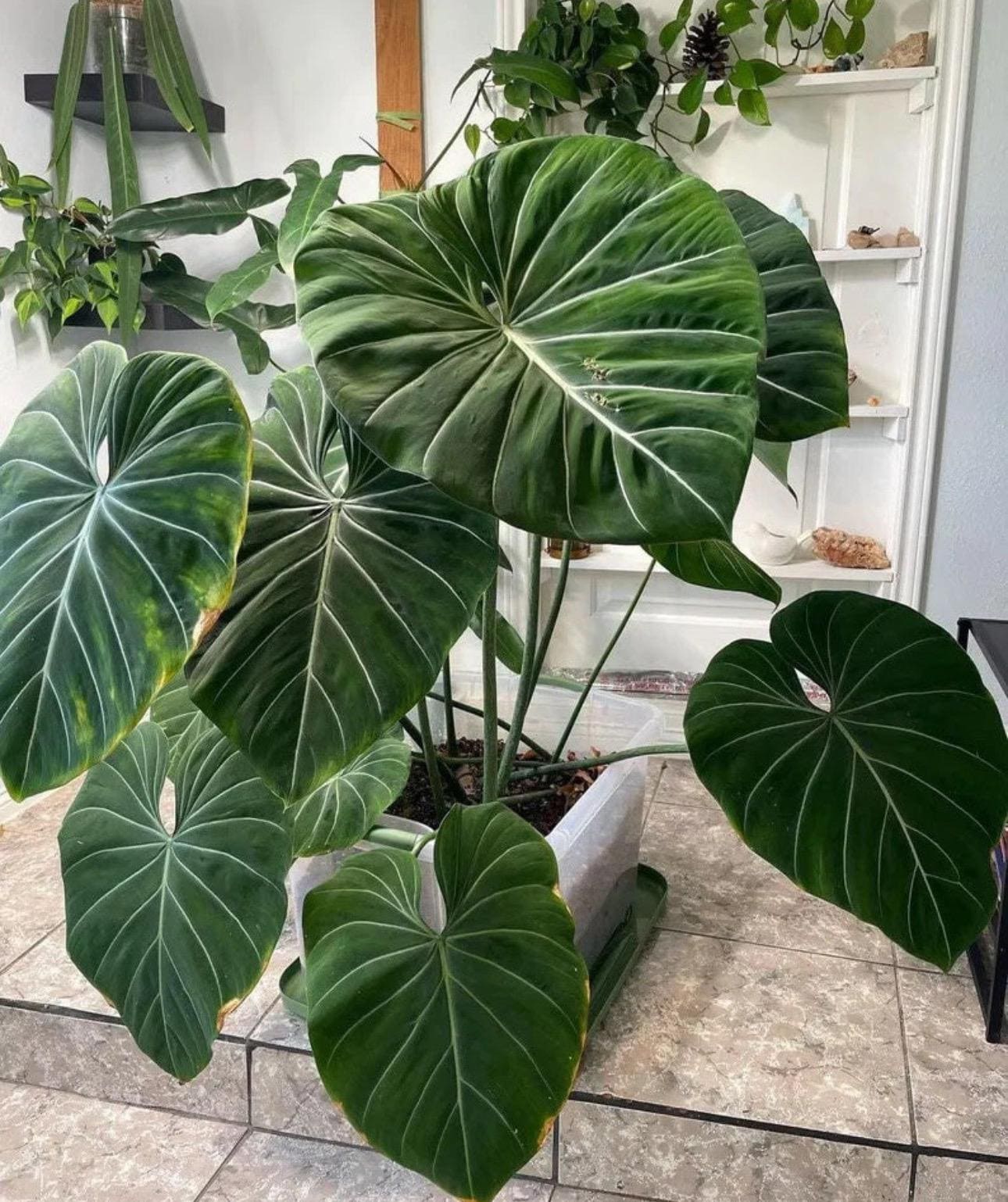 Philodendron Gloriosum zebra – Foliages.in