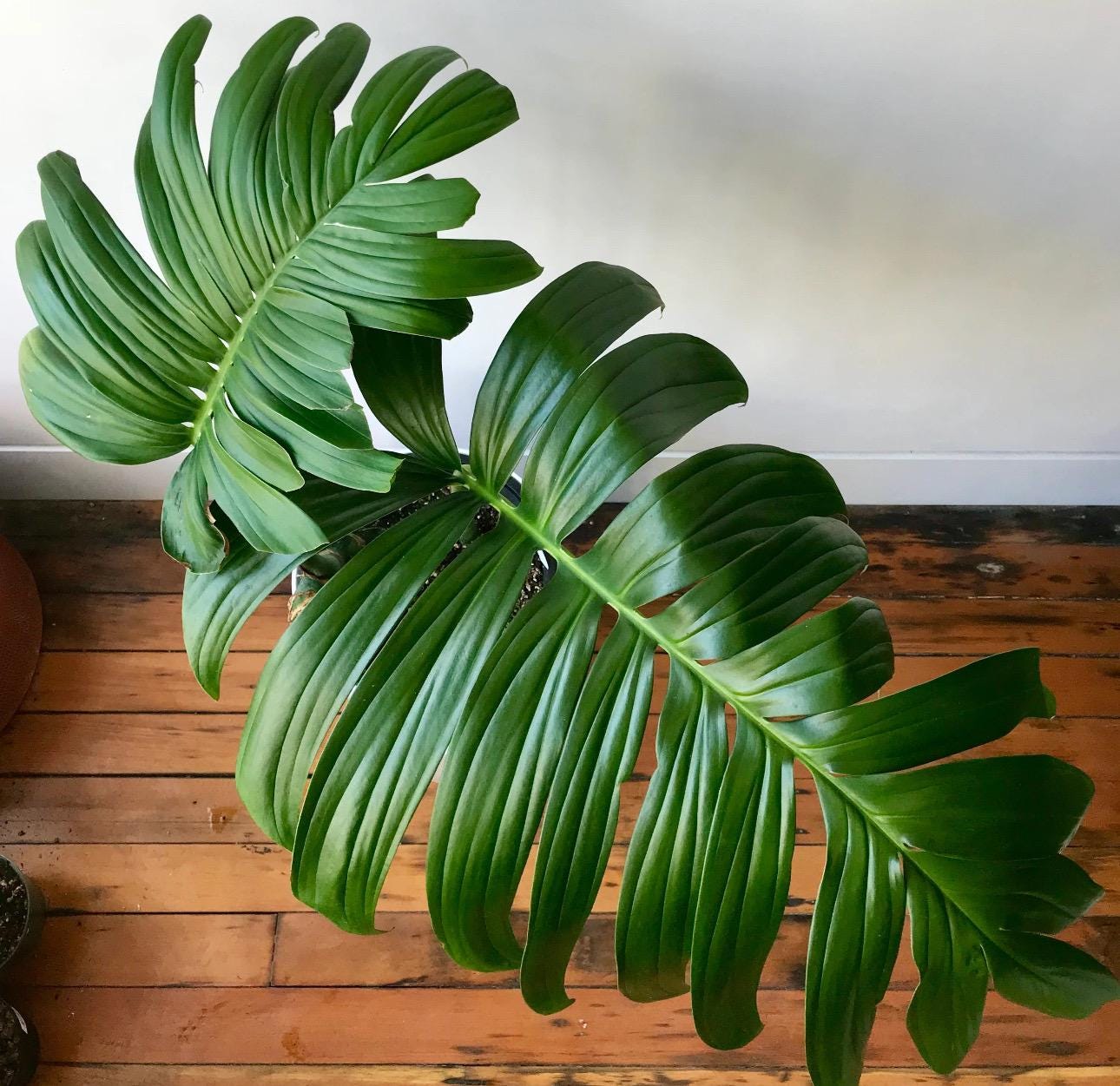 Rhaphidophora Decursiva