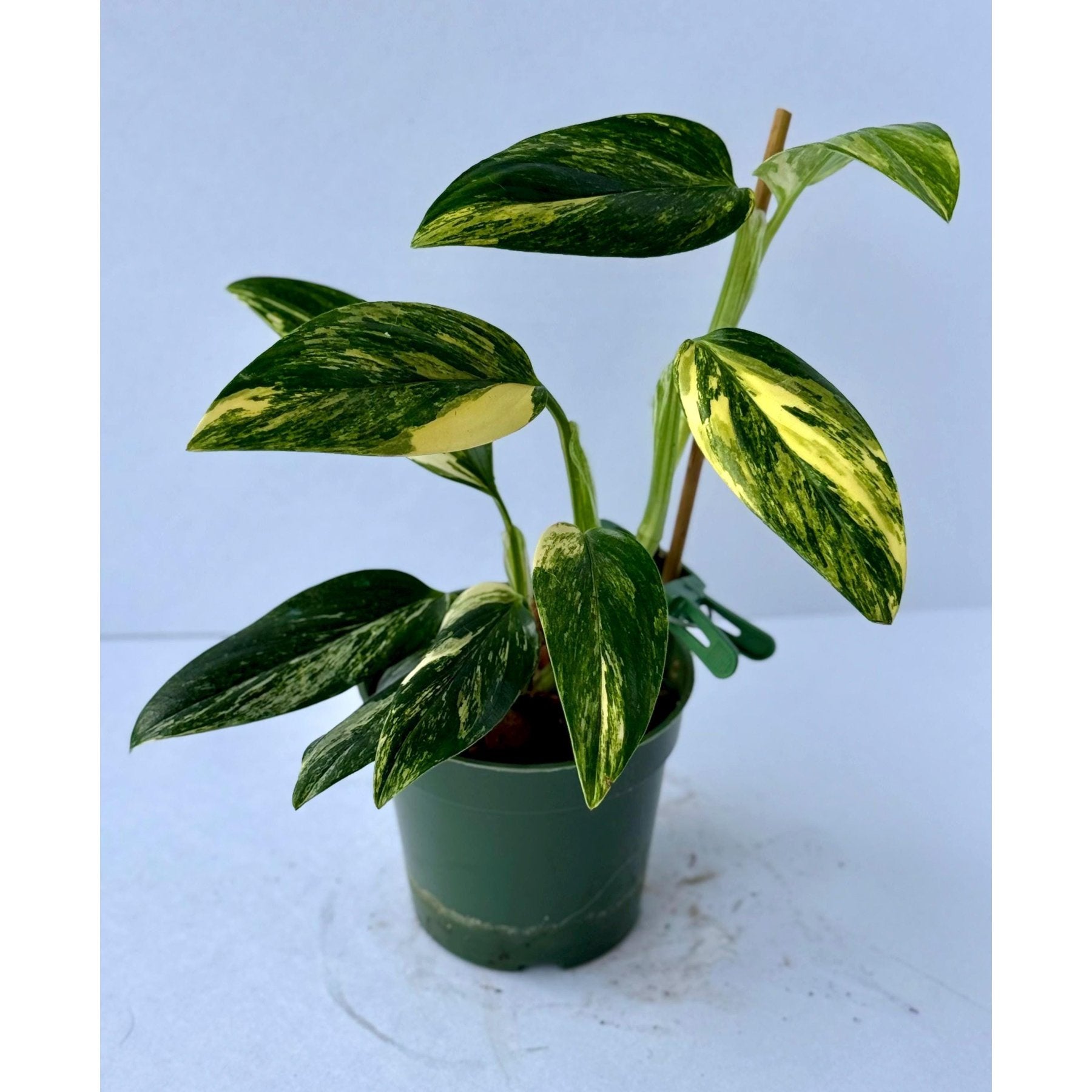 Monstera Standleyana Aurea Variegated close up leaf detail – healthy nursery plant – Foliages.in