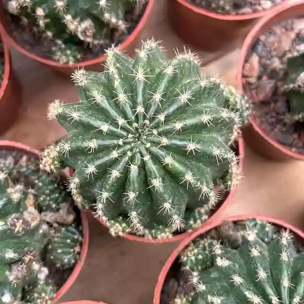 Levende cactus-zeldzame cactus