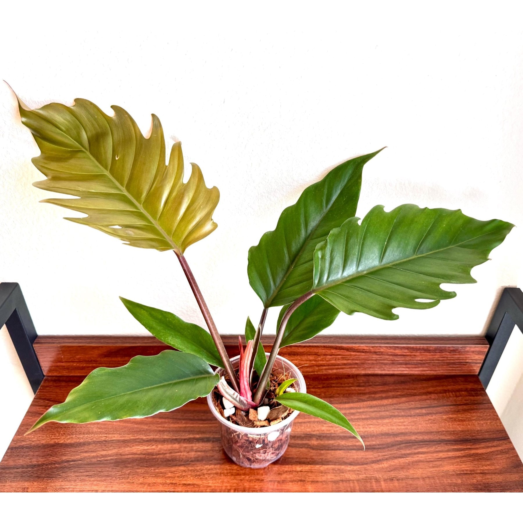 Philodendron Caramel Pluto close up leaf detail – healthy nursery plant – Foliages.in