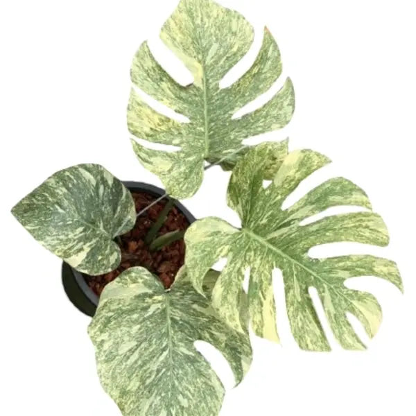 Monstera Deliciosa Legacy Variegated - Super Rare