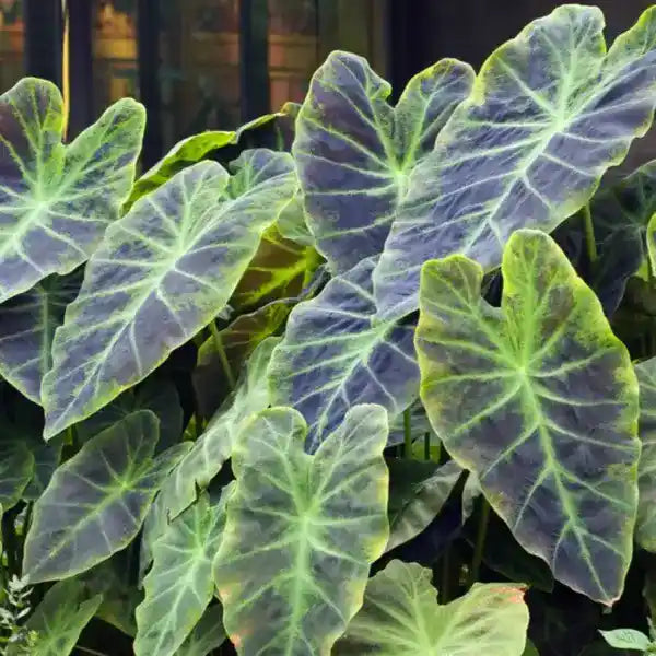 Colocasia Illustris