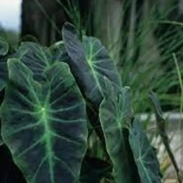 Colocasia Illustris