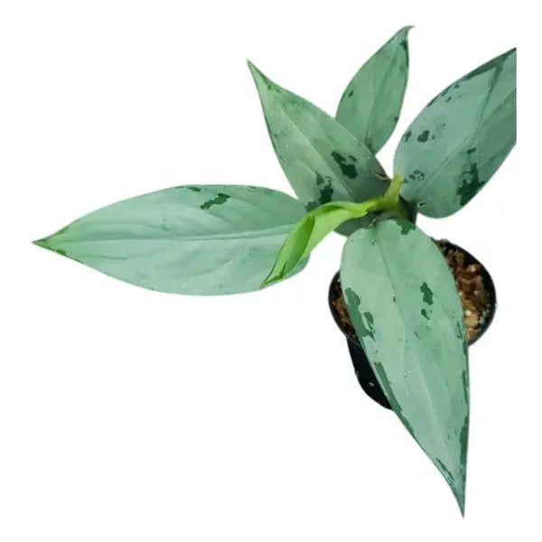 Aglaonema Pumilum - Rare
