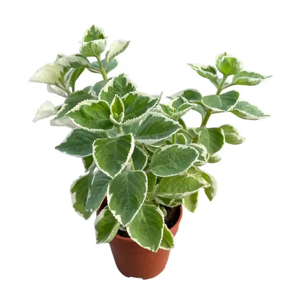 Plectranthus, Indian Borage, Spanish Thyme, Variegated Cuban Oregano 'Variegated' (Plectranthus amboinicus variegated)