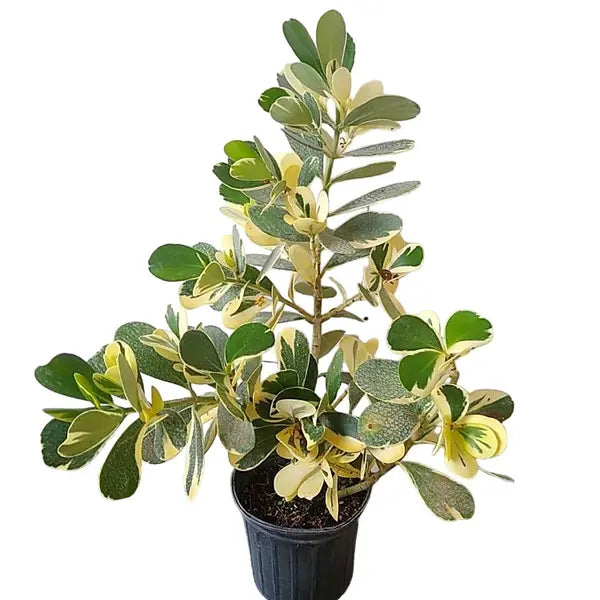 Clusia Rosea Variegated - Rare