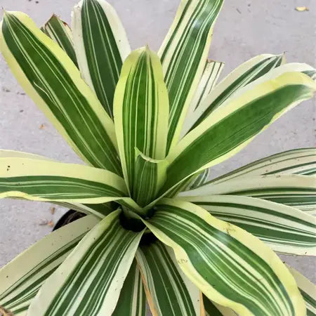Bromeliads Neoregelia Bossa Nova