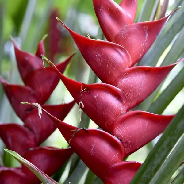 Heliconia St. Lucia