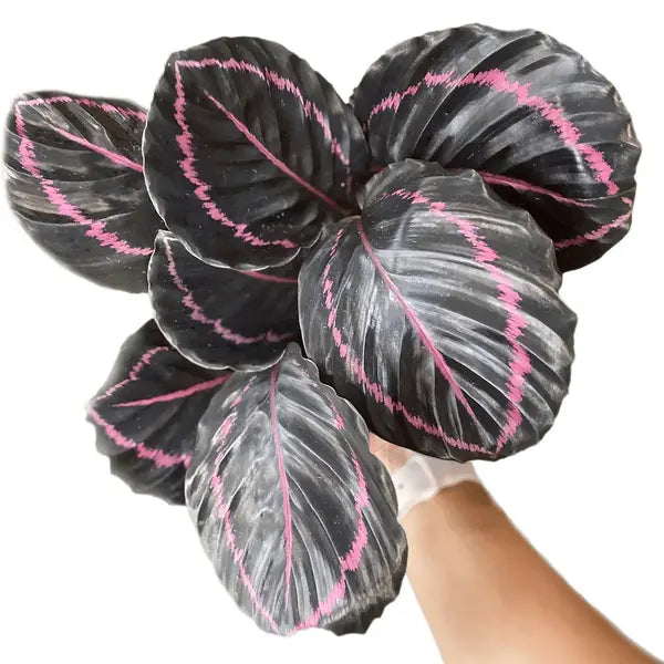 Calathea Roseopicta Dottie