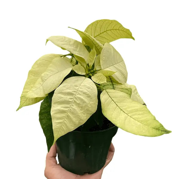 Poinsettia White