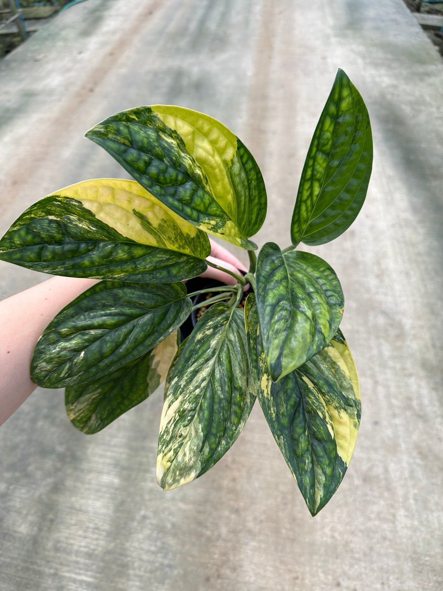 Monstera peru Varigated