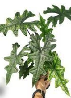 Alocasia jacklyn