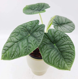 Alocasia Melo