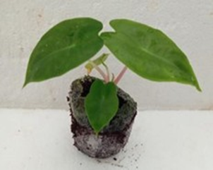 Alocasia Pink dragon