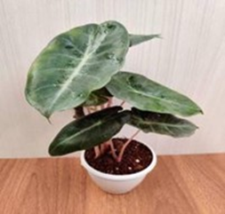 Alocasia Pink dragon