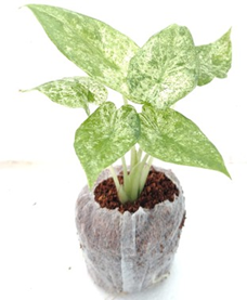 Alocasia odora batik variegated