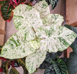 Alocasia odora batik variegated