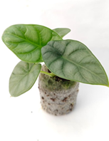 Alocasia
silver dragon