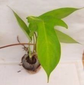 Philodendron pedatum florida ghost