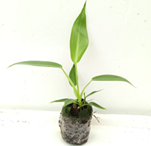 Philodendron spiritus sanctii