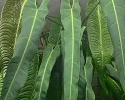 Philodendron spiritus sanctii