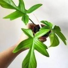 Philodendron pedatum florida ghost