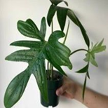 Philodendron laciniatum