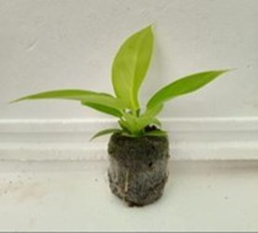 Philodendron melinonii gold