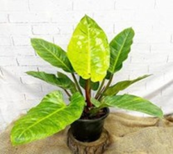 Philodendron melinonii gold
