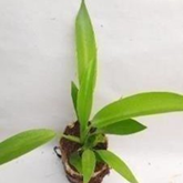 Philodendron little phil/ lil phil