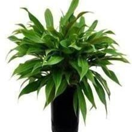 Philodendron little phil/ lil phil