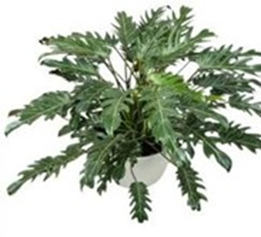 Philodendron xanadu green