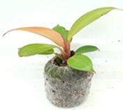 Philodendron mcolleys finale