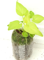 Philodendron Xanadu Gold