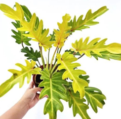 Philodendron Xanadu Gold