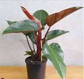Philodendron
congo red
