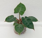 Philodendron billietiae