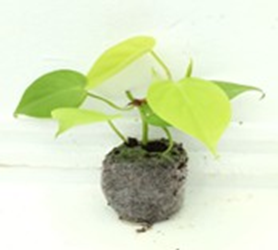 Philodendron oxycardium gold