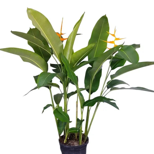 Heliconia Latispatha