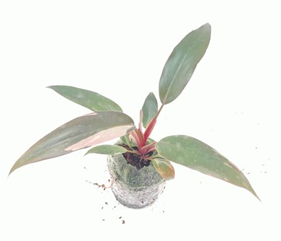 Philodendron pink princess