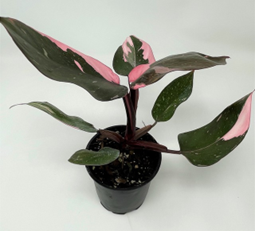 Philodendron pink princess