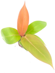 Philodendron        orange splendor
