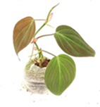 Philodendron
micans