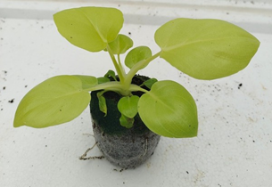 Philodendron sellum gold