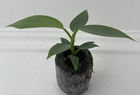 Philodendron silver sword